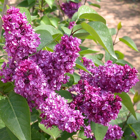 Lilac-Charles-Joly-600x600-1.jpg