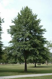 pin oak.jpg