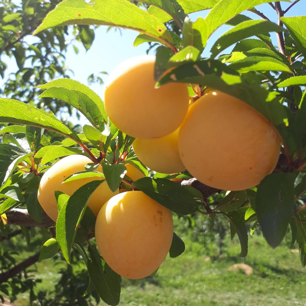 plum-shiro.jpg